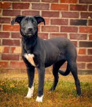 Rescue Labrador Retriever and Mixed Breed Dogs for Adoption in Morton Grove, Illinois - Rosalie | PetCurious