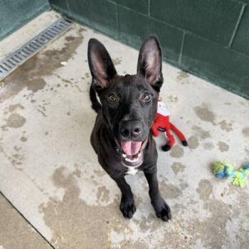 Nug-ee -  Australian Kelpie and Shepherd Dog for Adoption in Carencro, Louisiana - Nug-ee | PetCurious