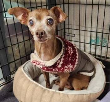 Rescue Chihuahua Dogs for Adoption in Butte, Montana - Gooby | PetCurious