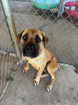 Ellie -  Boxer and Mastiff Dog for Adoption in Fayetteville, Arkansas - Ellie | PetCurious