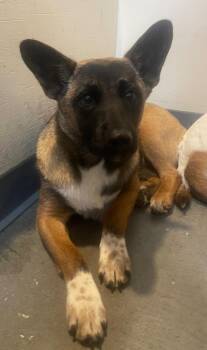 Plimpy -  Mixed Breed Dog for Adoption in Thousand Oaks, California - Plimpy | PetCurious