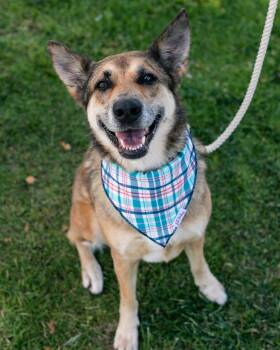 Rescue German Shepherd Dog and Australian Shepherd Dogs for Adoption in Los Angeles, California - Maple~ Smiles And Sweetness | PetCurious