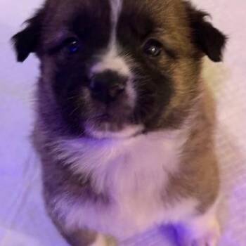 Mixed Breed Dogs Available for Adoption - Zelma | PetCurious