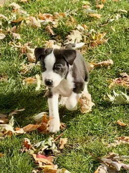 Rescue Labrador Retriever and Collie Dogs for Adoption in Hillside, Illinois - Hazelnut Leaf | PetCurious