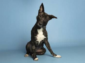 CHOCO -  Labrador Retriever and Pit Bull Terrier Dog for Adoption in Phoenix, Arizona - CHOCO | PetCurious