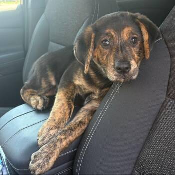 Beautifly -  Mixed Breed Dog for Adoption in Buffalo, Minnesota - Beautifly | PetCurious