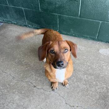 Osso Bucco -  Dachshund and Mixed Breed Dog for Adoption in Carencro, Louisiana - Osso Bucco | PetCurious