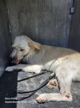 PUKY -  Terrier Dog for Adoption in San Antonio, Texas - PUKY | PetCurious