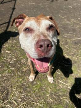 Pit Bull Terrier Dogs Available for Adoption in Chicago, Illinois - Tidewater | PetCurious