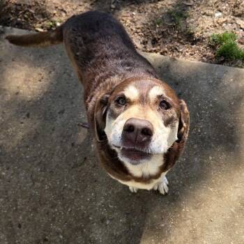 Chocolate Labrador Retriever and Mixed Breed Dogs Available for Adoption - Amy | PetCurious