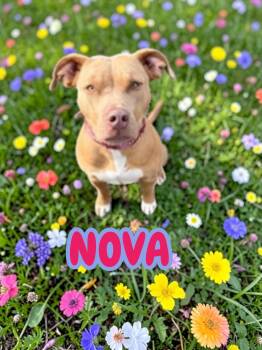 Bulldog and American Staffordshire Terrier Dogs Available for Adoption - Nova | PetCurious