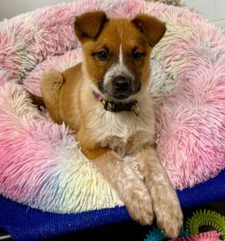 Australian Cattle Dog Blue Heeler Dogs Available for Adoption - Iris | PetCurious