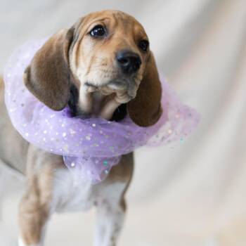 Plott Hound and Treeing Walker Coonhound Dogs Available for Adoption in South Burlington, Vermont - Mimosa | PetCurious