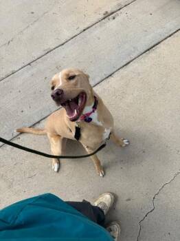 Mixed Breed Dogs Available for Adoption in Fort Collins, Colorado - Lambie | PetCurious