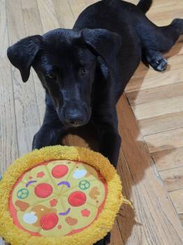 Spark -  Border Collie and Labradoodle Dog for Adoption in Ooltewah, Tennessee - Spark | PetCurious