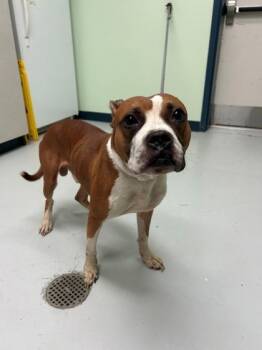 Rescue Boxer and Mixed Breed Dogs for Adoption in Savannah, Georgia - Doizer | PetCurious