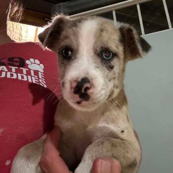 Catahoula Leopard Dog Dogs Available for Adoption in Hinesville, Georgia - Grigio | PetCurious