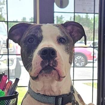 Gus -  Mixed Breed and Terrier Dog for Adoption in Ballston Spa, New York - Gus | PetCurious