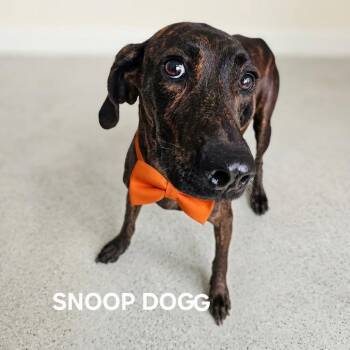 Snoop Dogg -  Plott Hound Dog for Adoption in Madisonville, Tennessee - Snoop Dogg | PetCurious