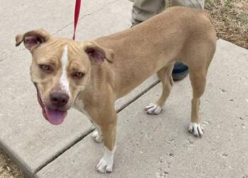 Blondie -  Staffordshire Bull Terrier Dog for Adoption in Sunnyvale, Texas - Blondie | PetCurious