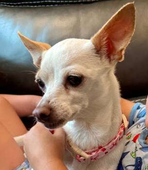 Chihuahua Dogs Available for Adoption in College Station, Texas - Prosecco | PetCurious