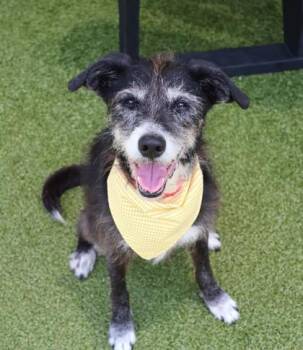 Robin -  Mixed Breed Dog for Adoption in Athens, Georgia - Robin | PetCurious