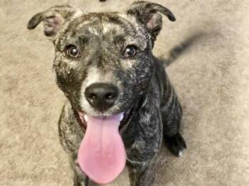 Ivy -  Mixed Breed Dog for Adoption in Georgetown, Texas - Ivy | PetCurious