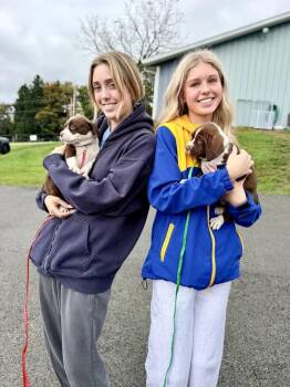 Bashful -  English Springer Spaniel Dog for Adoption in Irwin, Pennsylvania - Bashful | PetCurious