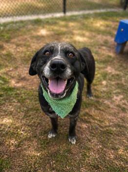 Catahoula Leopard Dog Dogs Available for Adoption in Lafayette, Louisiana - Festival | PetCurious