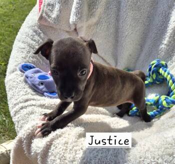 Justice (26-129 D) -  Mixed Breed Dog for Adoption in Lansing, Michigan - Justice (26-129 D) | PetCurious