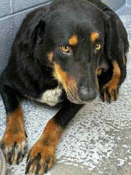 Shepherd and Mixed Breed Dogs Available for Adoption in Conway, South Carolina - Vicky (HW+) | PetCurious