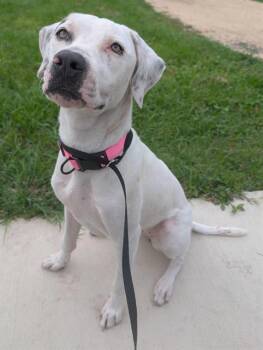 Terrier Dogs Available for Adoption in San Antonio, Texas - DAPHNE | PetCurious