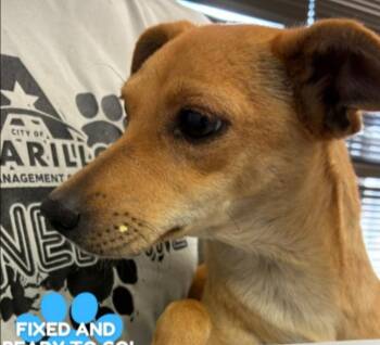 Luna -  Smooth Fox Terrier and Chihuahua Dog for Adoption in Thompson Falls, Montana - Luna | PetCurious
