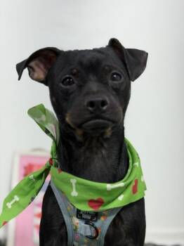 Vegas-One of our Amazing Rescue Dogs -  Miniature Pinscher Dog for Adoption in Carlsbad, California - Vegas-One Of Our Amazing Rescue Dogs | PetCurious