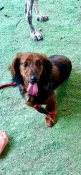 Dachshund Dogs Available for Adoption in San Antonio, Texas - Ember | PetCurious