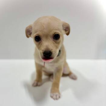 Baccarat -  Chihuahua Dog for Adoption in Portland, Oregon - Baccarat | PetCurious