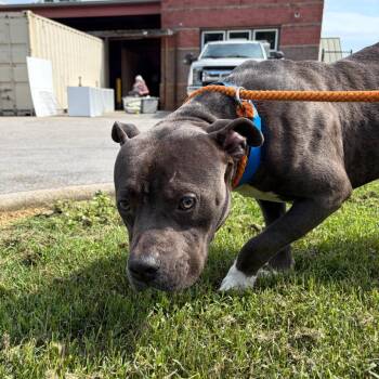 Figaro -  Mixed Breed Dog for Adoption in Chattanooga, Tennessee - Figaro | PetCurious