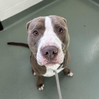Kanin -  Pit Bull Terrier Dog for Adoption in Lyndhurst, Virginia - Kanin | PetCurious