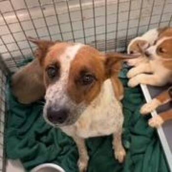 Rocky -  Cattle Dog Dog for Adoption in St. Augustine, Florida - Rocky | PetCurious