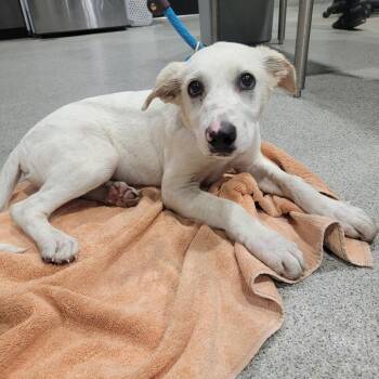 Magnus -  Shepherd and Black Mouth Cur Dog for Adoption in Tampa, Florida - Magnus | PetCurious