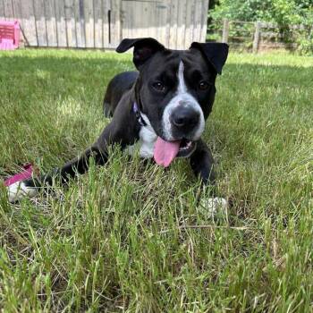 Mia -  Mixed Breed Dog for Adoption in Mebane, North Carolina - Mia | PetCurious
