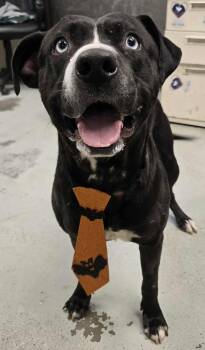 Rescue Pit Bull Terrier Dogs for Adoption in Eagle, Idaho - Marty McFly **Courtesy Post. Out Of Town Pet. See Below For Deta | PetCurious