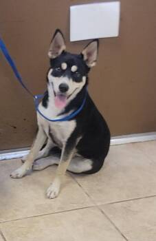 Rescue Siberian Husky Dogs for Adoption in Kirby, Texas - Levi | PetCurious