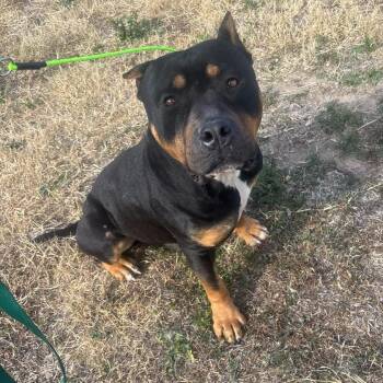 Apollo -  Staffordshire Bull Terrier and Mixed Breed Dog for Adoption in Austin, Texas - Apollo | PetCurious