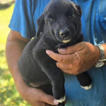 Otis -  Golden Retriever and Labrador Retriever Dog for Adoption in Zaleski, Ohio - Otis | PetCurious