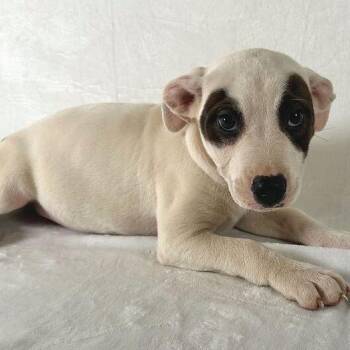 Terrier Dogs Available for Adoption - Karter | PetCurious