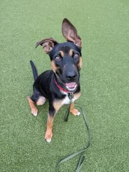 Verline -  Shepherd and Mixed Breed Dog for Adoption in Bellevue, Washington - Verline | PetCurious