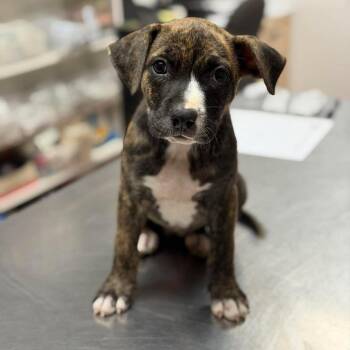 Quartz -  Mixed Breed Dog for Adoption in Buffalo, Minnesota - Quartz | PetCurious