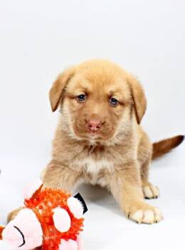 Australian Shepherd and Mixed Breed Dogs Available for Adoption in Morton Grove, Illinois - Ariel | PetCurious