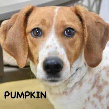 Hound and Mountain Cur Dogs Available for Adoption in Bowling Green, Ohio - PUMPKIN | PetCurious